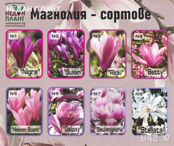 Магнолия (сортове)