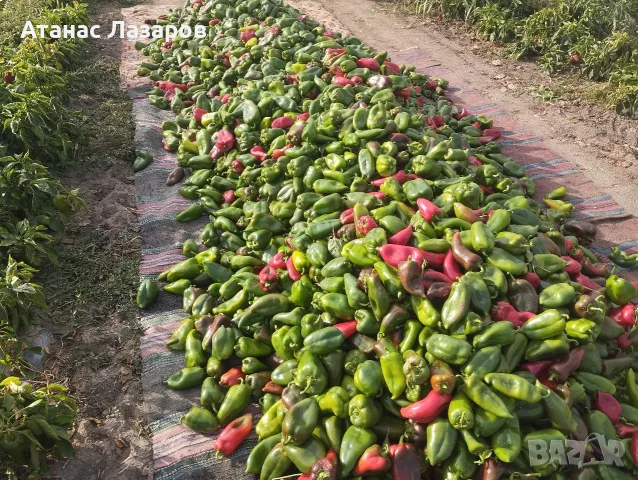 Продавам зелена капия на едро, снимка 7 - Градински цветя и растения - 56442222