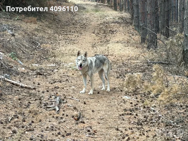Чехословашки вълчак, снимка 3 - Други - 56381722