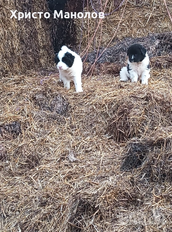 Каракачанско овчарско куче, снимка 16 - Каракачанска овчарка - 53652414