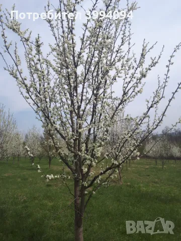 Продава овощна градина, снимка 7 - Земеделска земя - 48643459