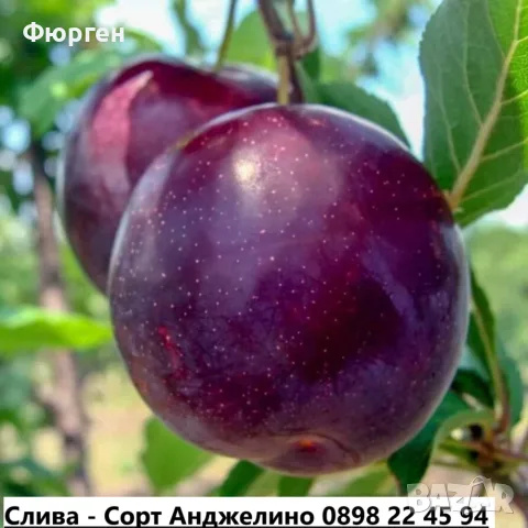 Слива - Анджелино