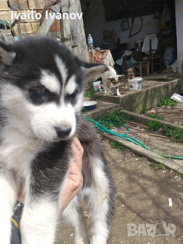 Малки кученца Сибирско хъски, снимка 5 - Хъски - 54125376