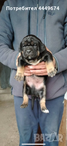 Кане корсо (ферментино)