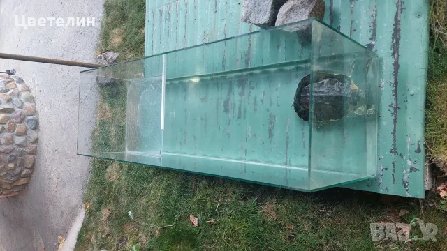 водна костенурка, снимка 2 - Костенурки - 55977151