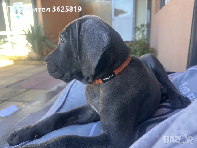Кане Корсо - Cane Corso кученца, снимка 3 - Кане корсо - 55834113