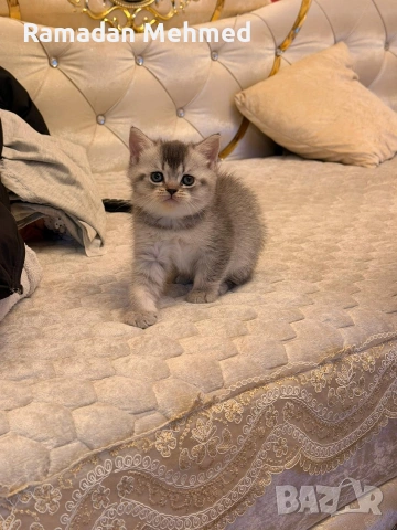 Британски късокосместа и шотландски клепоухи