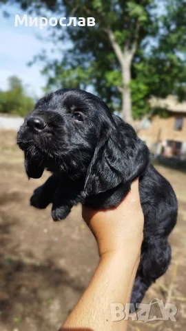 Продавам малки кокер шпаньол , снимка 2 - Кокер шпаньол - 56080392