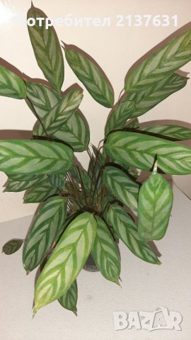 КРАСИВА  КАЛАТЕЯ , снимка 1