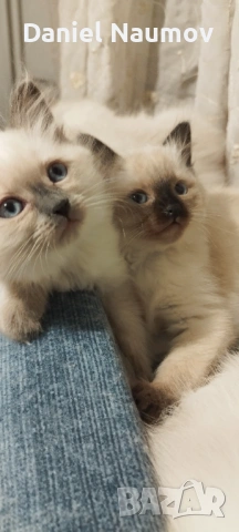 Котенца Регдол