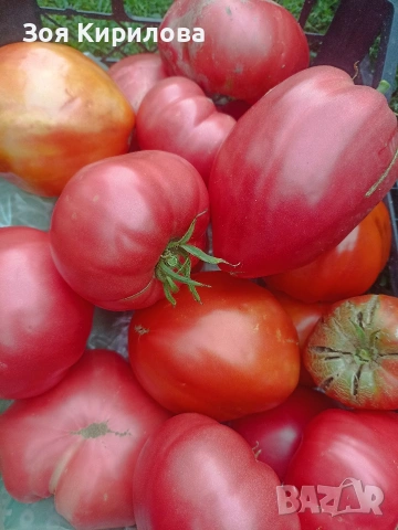 Разсад на домати от Елинпелинският край , снимка 6 - Разсади - 53932572