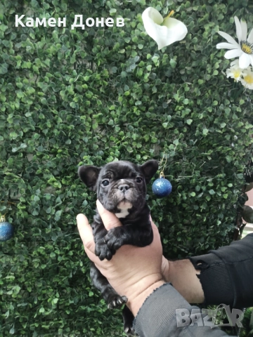 Френски булдог , снимка 6 - Френски булдог - 52957098