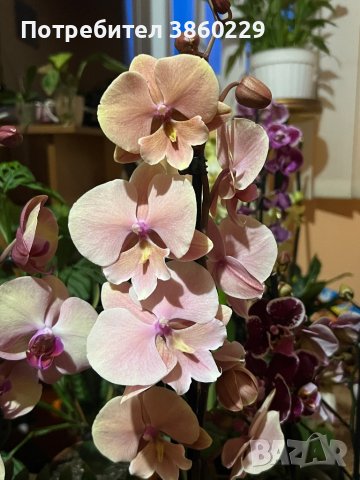 Орхидея, снимка 1