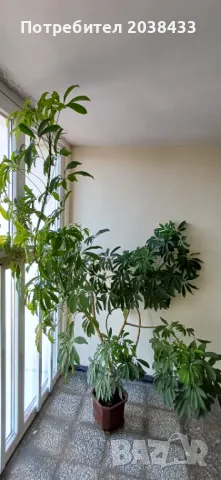 Шефлера, цветето на парите, снимка 3 - Стайни растения - 48055635