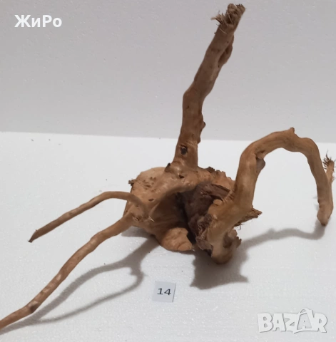 Корен от Азалия /декорация/ 14, снимка 3 - Други - 48578072