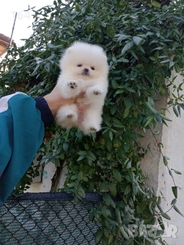 Миниатюрен. Бял мини Померан., снимка 6 - Померан - 52854100