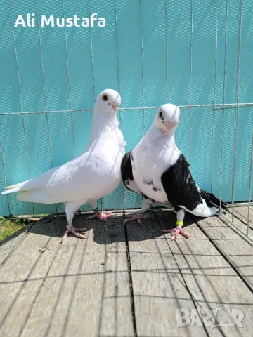 Африканска сова , снимка 2 - Гълъби - 50071282