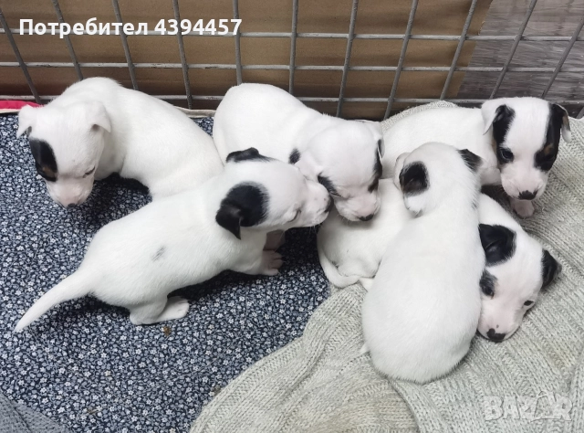 Джак ръсел териер, снимка 3 - Джак ръсел териер - 52731481