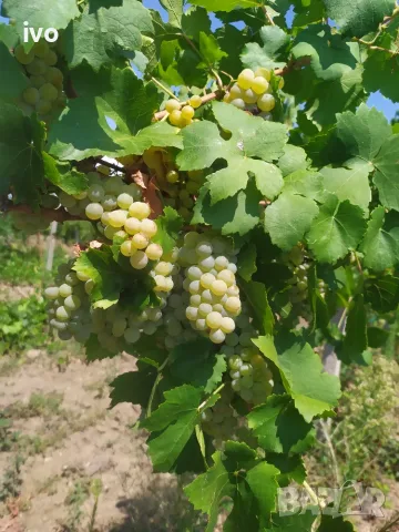 Продавам грозде