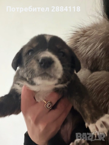 4 бебенца родени на 25.12.2025 търсят грижовни стопани подарявят се само на сериозни грижовни хора  , снимка 3 - Други - 53173183