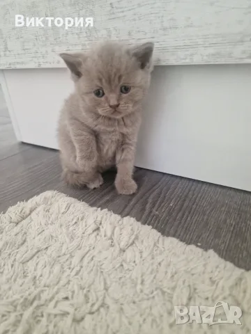 Клепоухи шотландки, снимка 11 - Британска късокосместа - 56071362