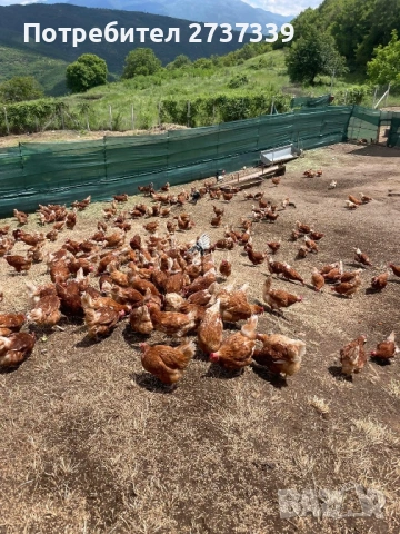 Кокошки носачки