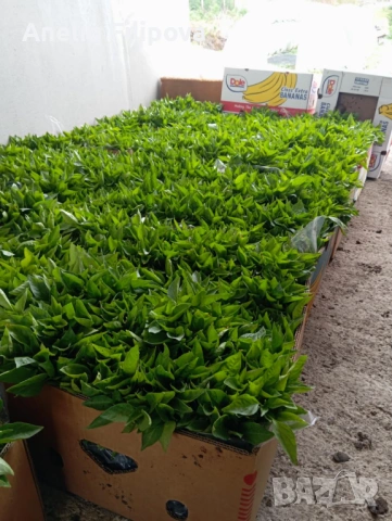Продавам разсад за Пипер и Домати , снимка 8 - Разсади - 53193867