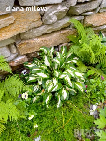 Хоста Медиовариегата, Hosta Mediovariegata, снимка 1