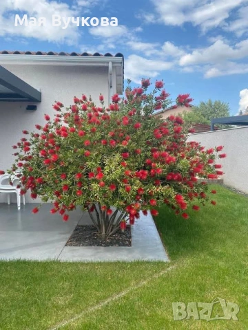 Калистемон дърво , снимка 2 - Градински цветя и растения - 53060144