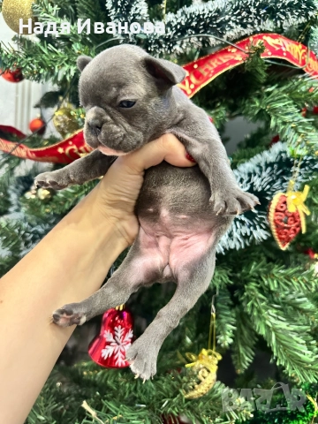 Френски белдочета, снимка 6 - Френски булдог - 52796420