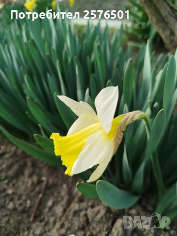 Продавам луковици от пролетни цветя - лалета, нарциси, зюмбюли....., снимка 16 - Градински цветя и растения - 52896351