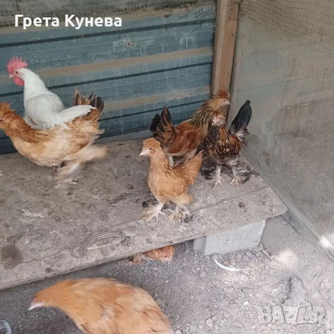 Продавам орпингтони и павловска на 1 месец