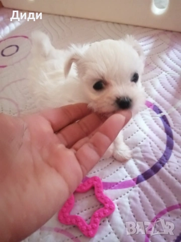 Малтийска болонка