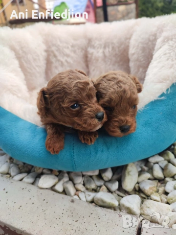 Той пудел/ЗА КАПАРИРАНЕ!, снимка 4 - Пудели - 54213978