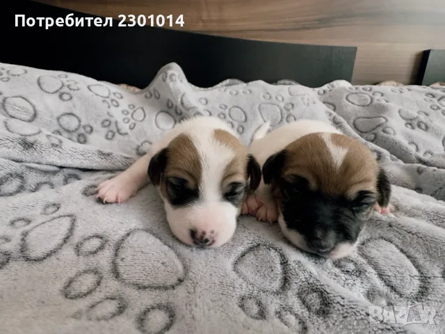 Джак ръсел териери - София, снимка 3 - Джак ръсел териер - 56149407