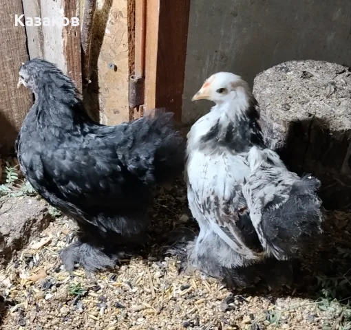 Продавам  мини кохин, снимка 2 - други­ - 55768679