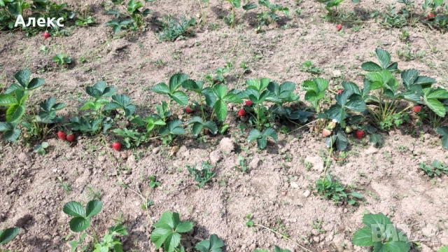 Продавам коренчета ягоди, снимка 2 - Разсади - 52434851