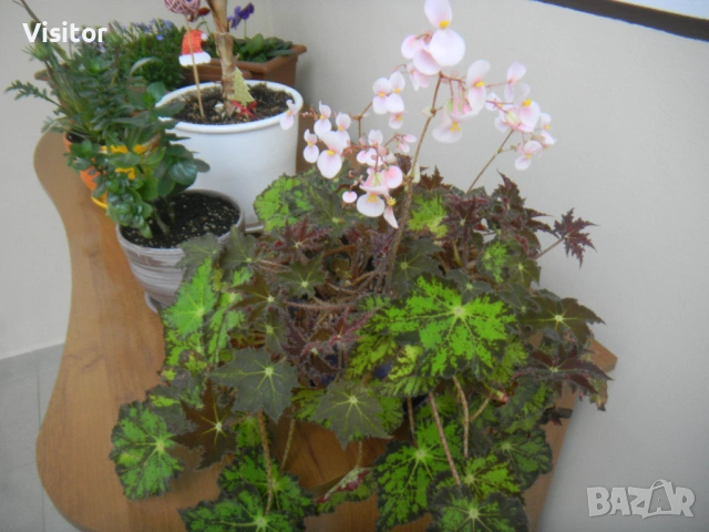 Nikon Coolpix S1100pj   14.1 mPx, снимка 12 - Фотоапарати - 54349656