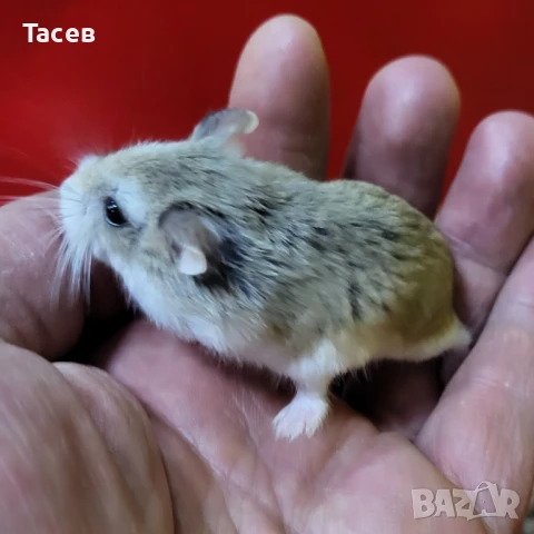 Мини хамстерчета