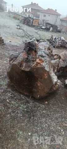 Корен на орех, снимка 2 - Дърводелски услуги - 48643157