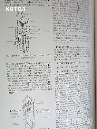 Black's medical dictionary, снимка 6 - Специализирана литература - 29883762