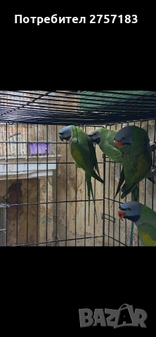 продавам китаиски александри , снимка 2 - Папагали - 53938054