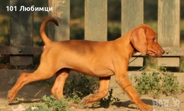 Унгарски визли, снимка 6 - Унгарска визла - 47454855