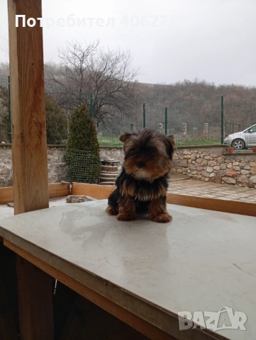 Йоркширски териер , снимка 2 - Йоркширски териер - 53077825