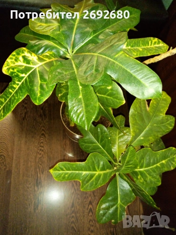 Планински кротон -1метър/15годишен/няколко разклонения 