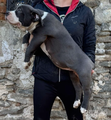 Американско були хл American bully XL, снимка 16 - Други - 51978331