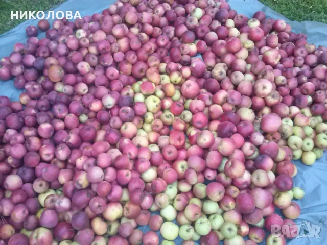 ЯБЪЛКОВ ОЦЕТ - 5.50 лв., снимка 2 - Домашни продукти - 49266325
