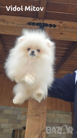Мини Померан момче 