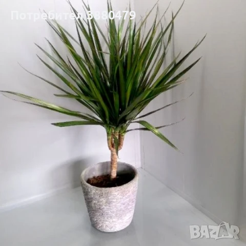 драцена, снимка 1