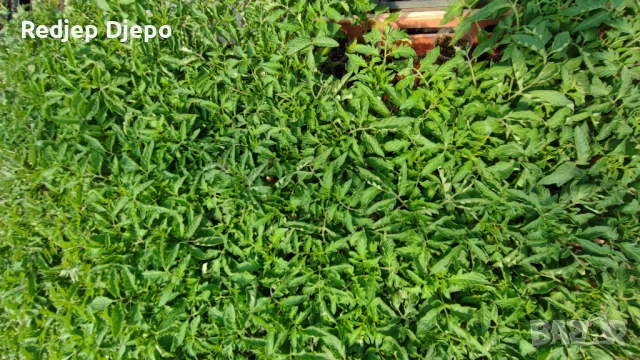 Разсад  Домати и краставици, снимка 3 - Разсади - 54046870